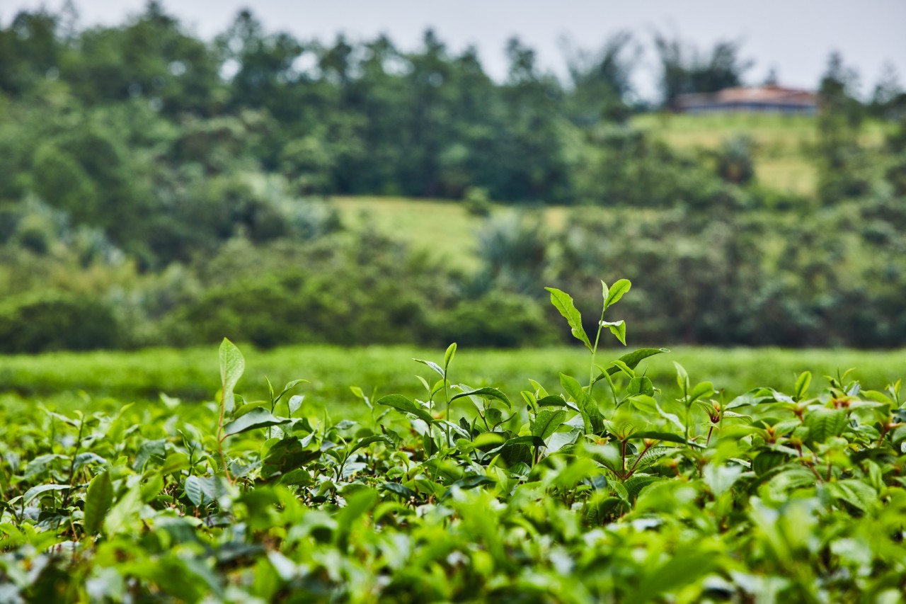 19155_I-STIHL_NATURE_PROXIMITY_MAURITIUS-IM-046.jpg